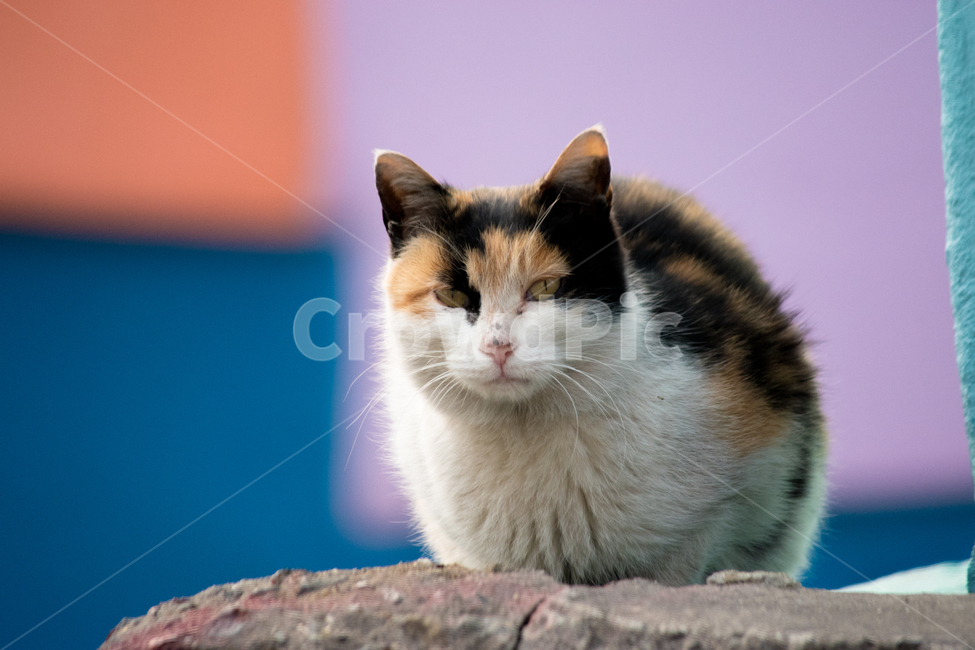 고양이,근접샷,냐옹이,cat,길고양이,동물,animal,포유류,mammal,고양이,cat,kitten,kitty