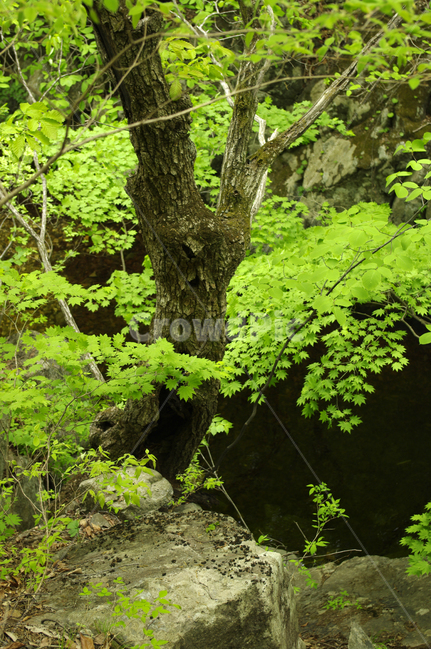 나무,식물,잎,초록,plant,자연,풍경,nature,landscape,tree,tree trunk,나무 줄기
