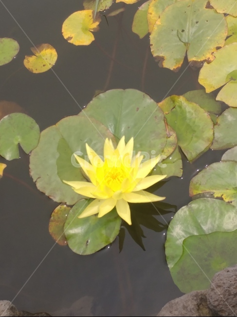 꽃,연못,연꽃,자연,호수,식물,자연,plants,nature,꽃,flower