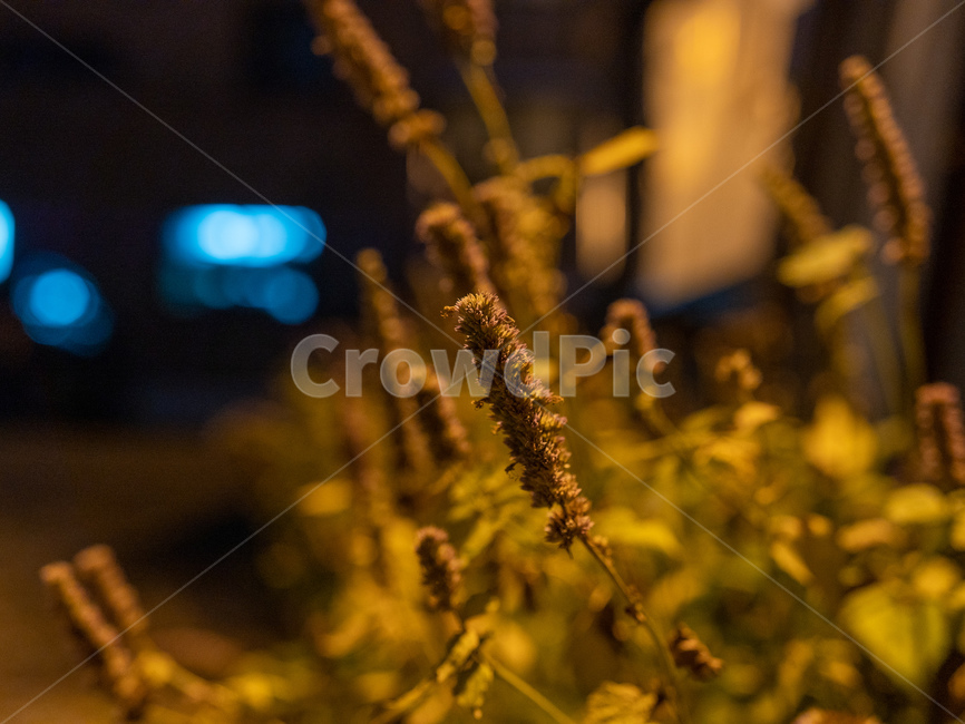 풀,강아지풀,화분,식물,밤,저녘,식물,자연,plants,nature