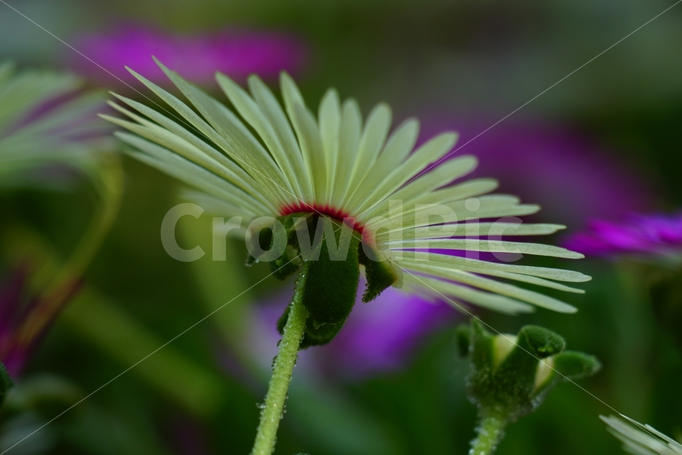 리빙스턴데이지,꽃,플라워,식물,자연,봄,5월,flower,nature,spring,식물,자연,plants,nature,꽃,flower
