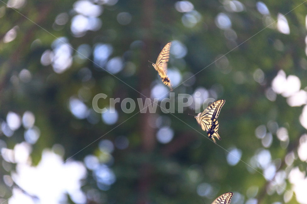 나비,사랑,놀이,친구,운동,환생,평온함,기쁨,동물,animal,곤충,벌레,insect,bug