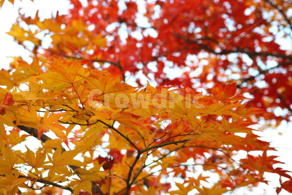 단풍,단풍나무,나무,식물,가을,자연,가을,계절,fall,autumn,season,식물,자연,plants,nature,plant,leaf,잎,tree,maple