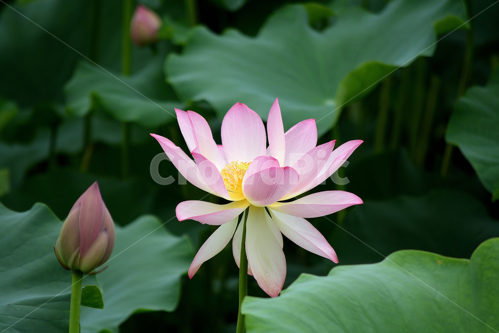 연꽃,꽃,분홍꽃,식물,관곡지,식물,자연,plants,nature,꽃,flower