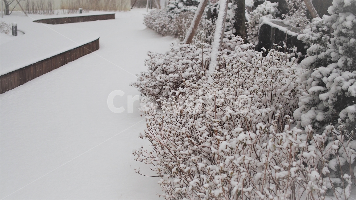 길,산책,겨울,눈,감성,식물,하얀색,필름,white,winter,snow,풍경,겨울,계절,winter,season