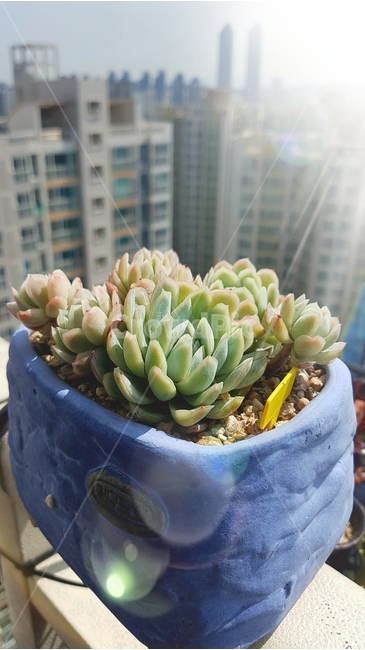 다육이,화분,식물,꽃,배경,햇살,화초,식물,자연,plants,nature,실내용화초,화분,화초,house plant