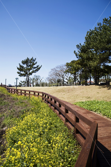 풍경,제주,푸른,산책,유채꽃,데크,난간,하늘,nature,자연,outdoors,옥외,field,들,grassland,목초지