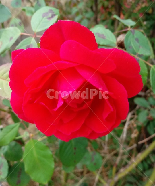 장미,꽃,식물,rose,flower,blossom,plant,붉은장미,장미꽃
