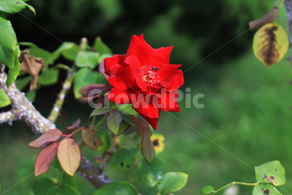 장미,파리,plant,식물,blossom,rose,flower,꽃,빨간꽃,red,자연,식물,자연,plants,nature,꽃,flower