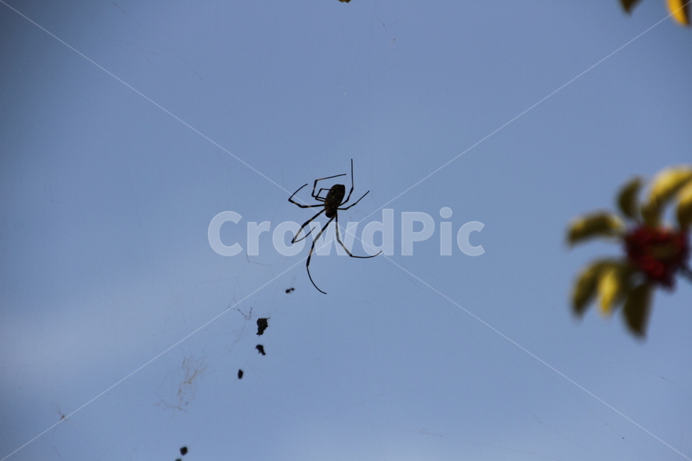 거미,자연,하늘,곤충,spider,nature,sky