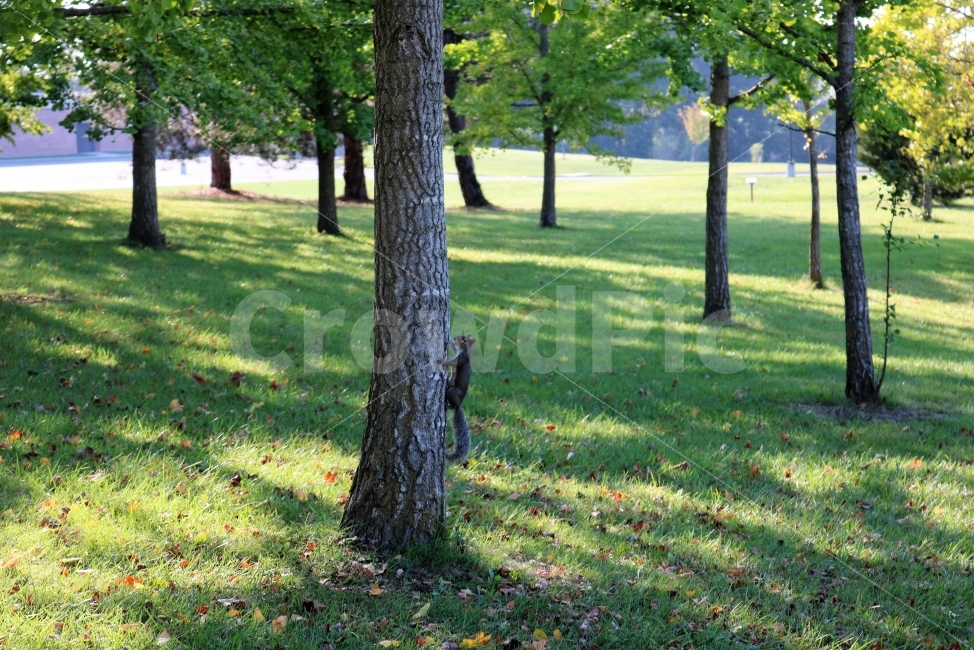 	다람쥐,공원,자연,동물,청솔모,동물사진,낙엽,풀,잔디,나무,가을,초록색,nature,park,tree,plant,autumn,squirrel,식물,자연,plants,nature,나무,trees,wood,동물,animal,포유류,mammal