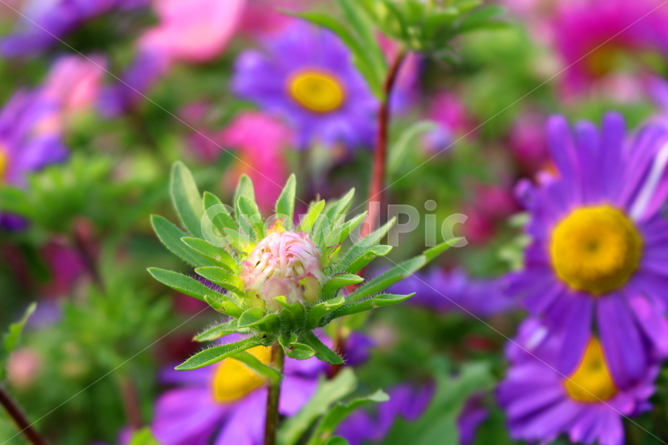 꽃,과꽃,국화과,식물,자연,취국,벽남국,추모란,식물,자연,plants,nature,꽃,flower