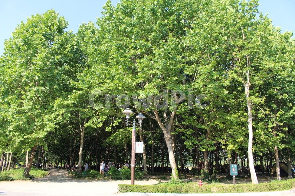 산속,울창한숲,우거진숲,여름,시원한여름,자연,풍경,nature,landscape,tree,나무,plant,식물