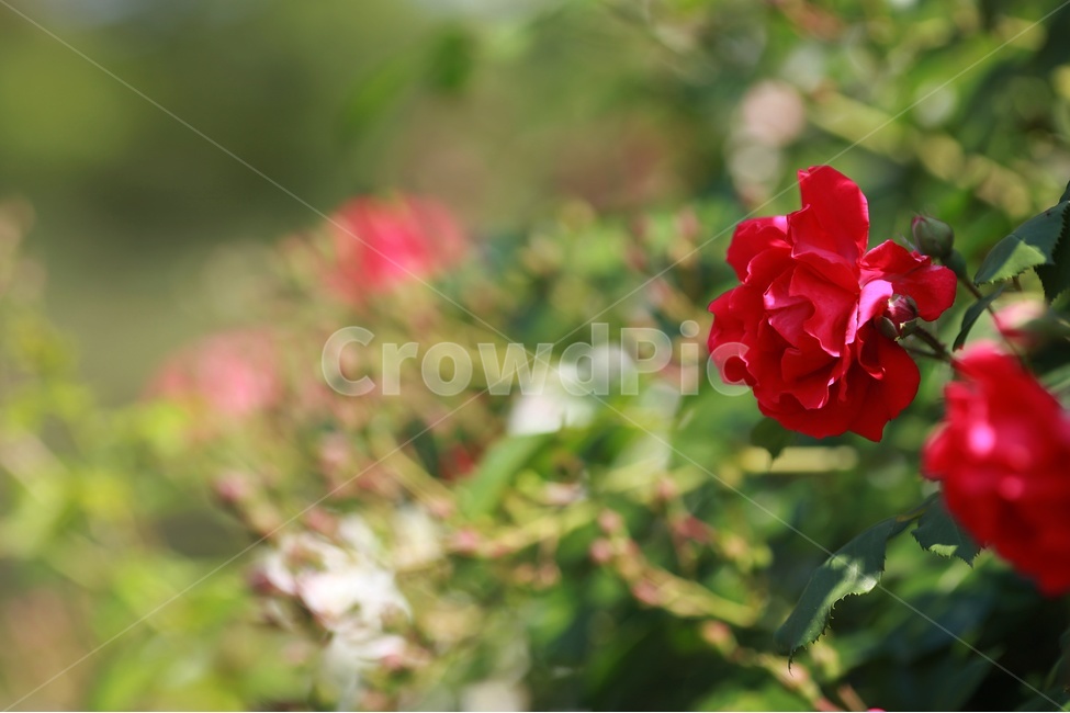 장미,식물,붉은꽃,봄꽃,장미꽃,식물,자연,plants,nature,꽃,flower