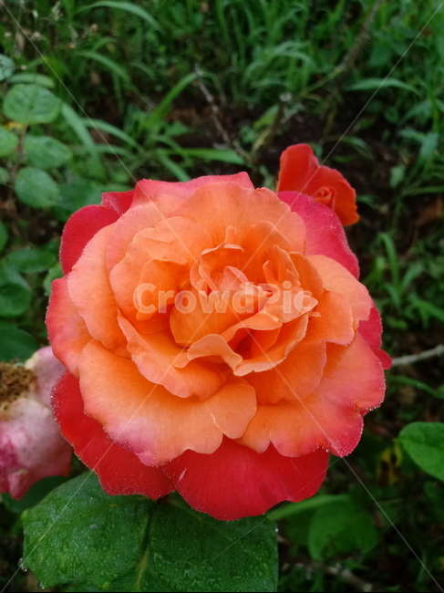장미,장미꽃,플라워,식물,flower,로즈