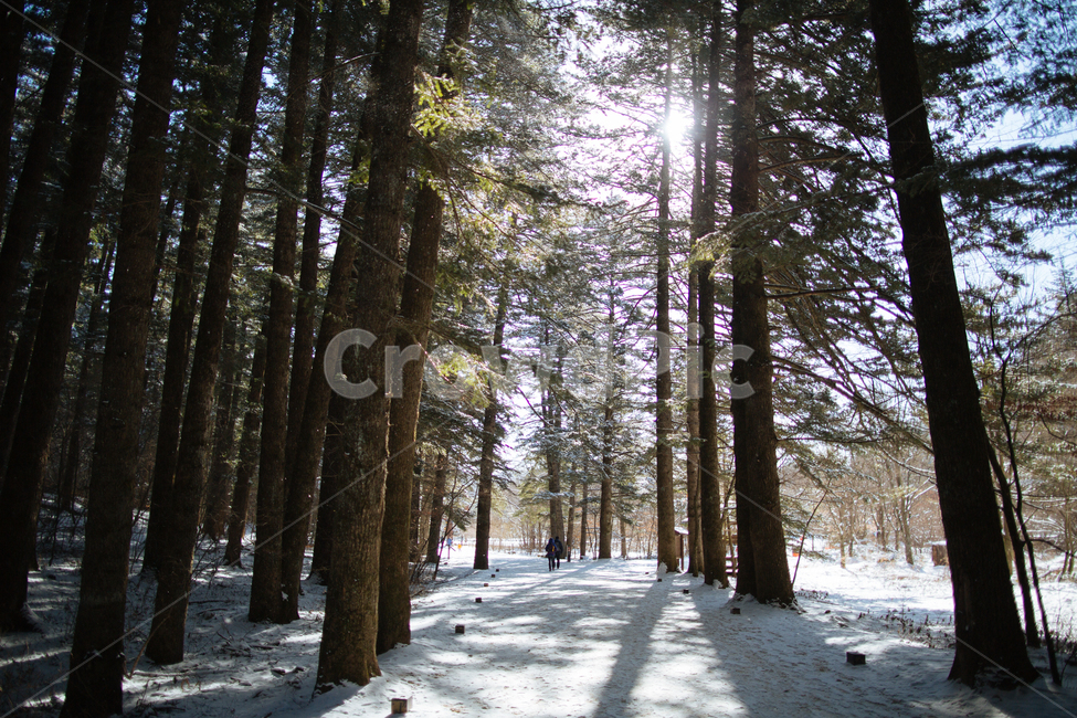 겨울,눈,스냅,감성,풍경,겨울,계절,winter,season,자연,풍경,nature,landscape,식물,plants,나무,trees,wood,휴식,힐링,rest,relaxation,healing,tree,plant,light,빛,flare,플레어