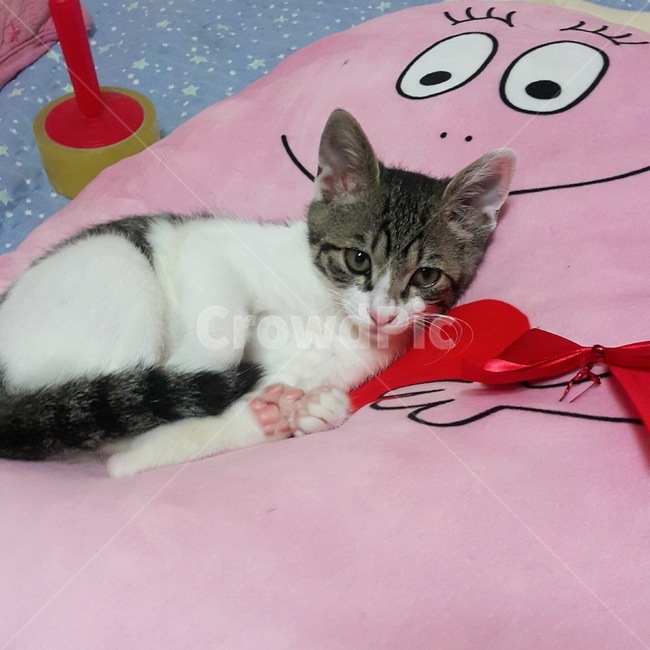 고양이,냥이,야옹이,동물,고등어태비,코리안숏헤어,코숏,아기고양이,동물,animal,고양이,cat,kitten,kitty