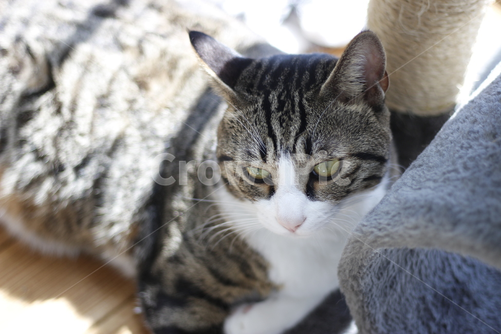 동물,고양이,반려동물,애완동물,반려묘,cat,pet,animal,kitten,길고양이,집사,코리안숏헤어,코숏,동물,animal,고양이,cat,kitten,kitty
