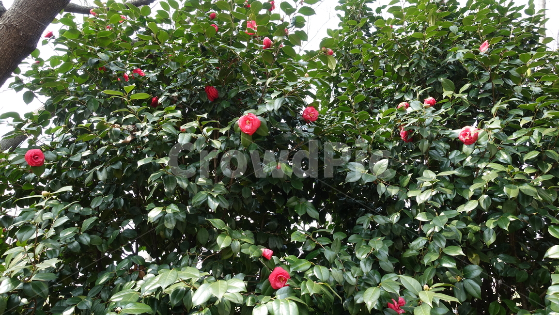 동백나무,동백꽃,꽃,식물,까멜리아,식물,자연,plants,nature,꽃,flower