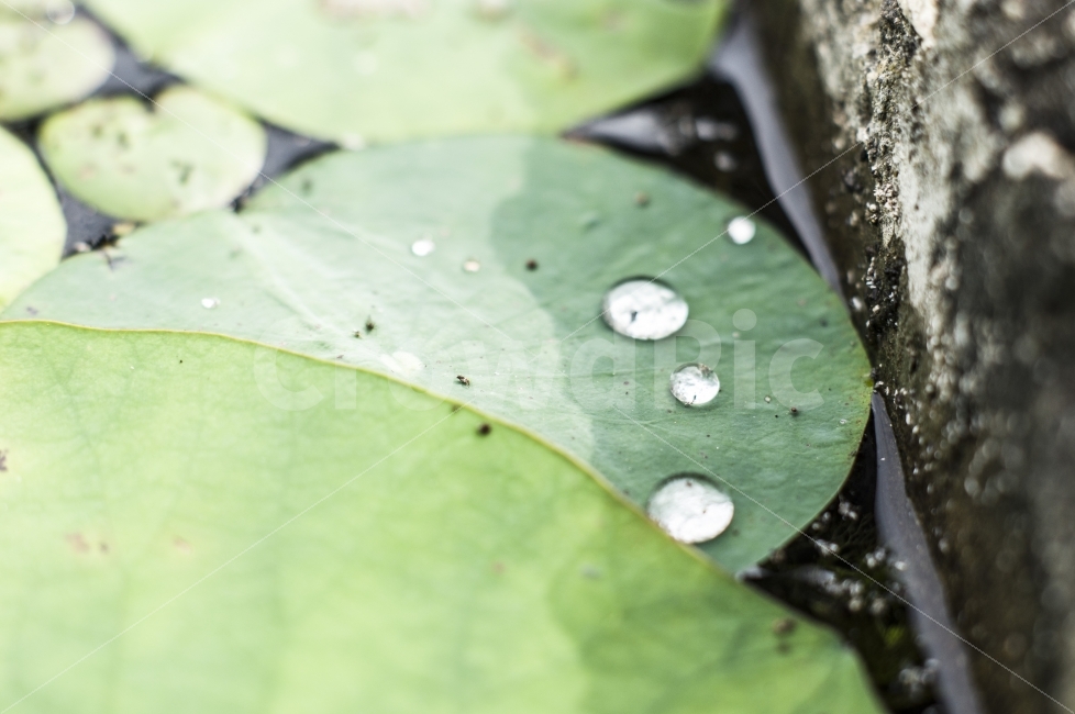 물방울,감성,풍경,확대,방울,식물,자연,plants,nature