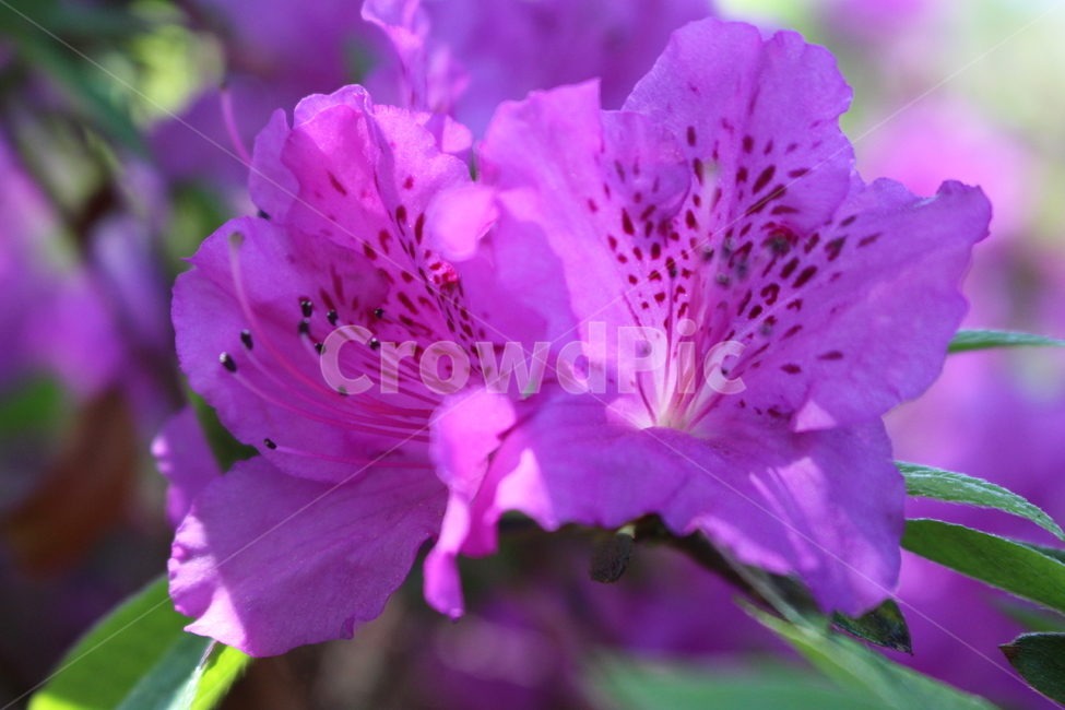 blossom,꽃,flower,plant,식물,진달래,봄,spring