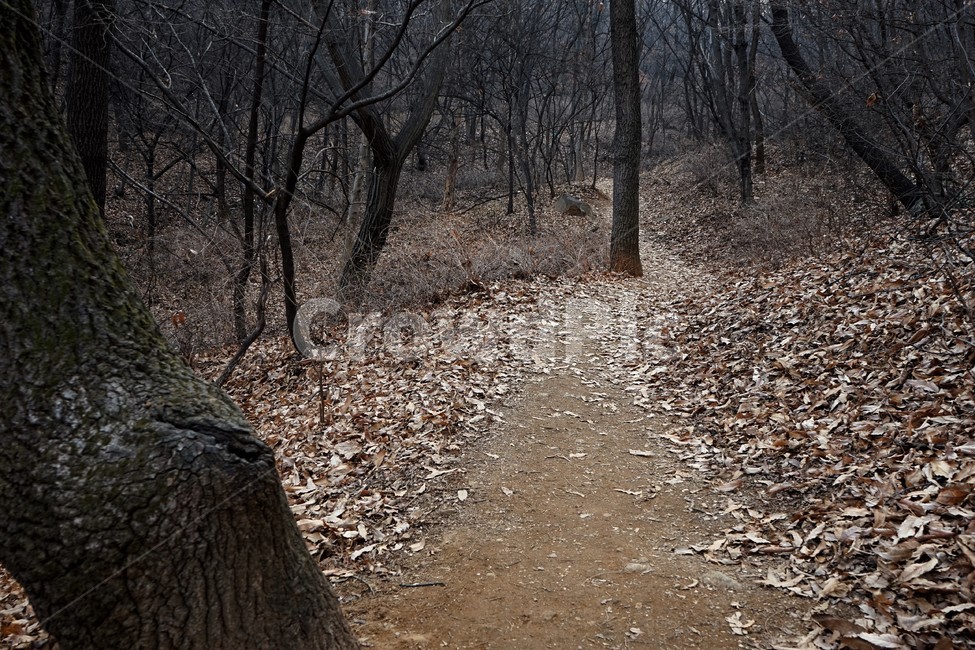 겨울산행,계절,잎,마른잎,길,흙,나무,자연,풍경,nature,landscape,ground,바닥,gravel,자갈,dirt road,흙길,road,도로