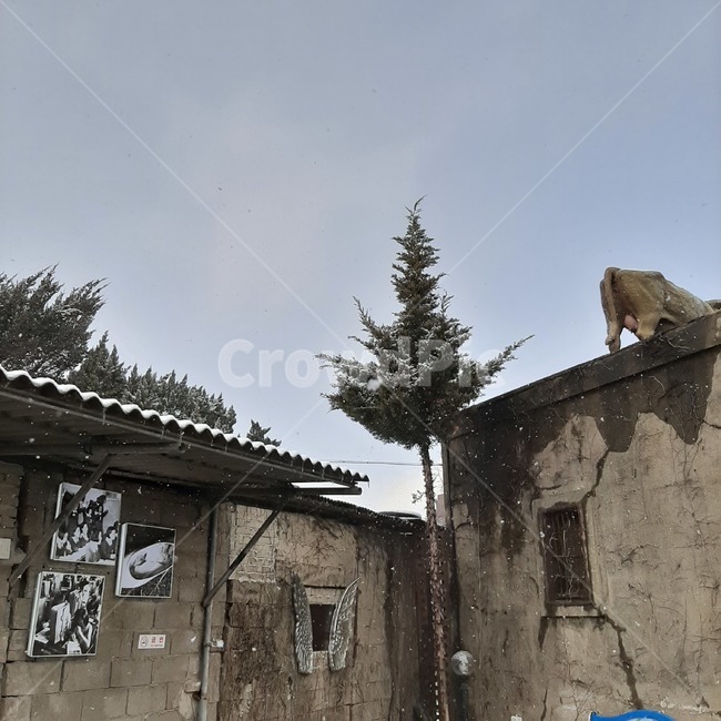 plant,식물,tree,나무,건출물,시골,겨울시골,겨울풍경,겨울