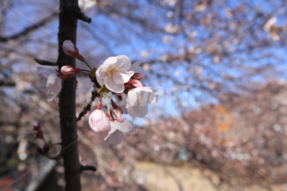 봄,벚꽃,꽃,spring,계절,시즌,season,꽃봉우리,하늘