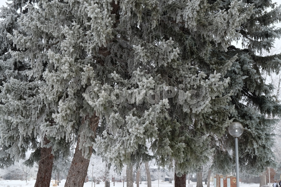 눈,나무,풍경,감성,겨울,겨울,계절,winter,season