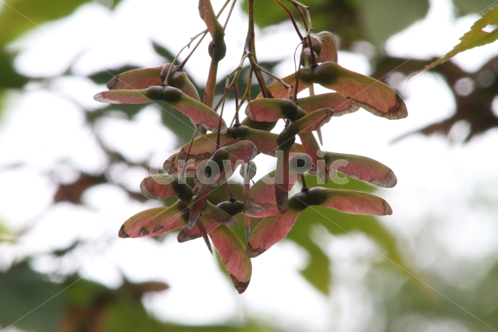 단풍나무,나무,씨앗,식물,maple,식물,자연,plants,nature