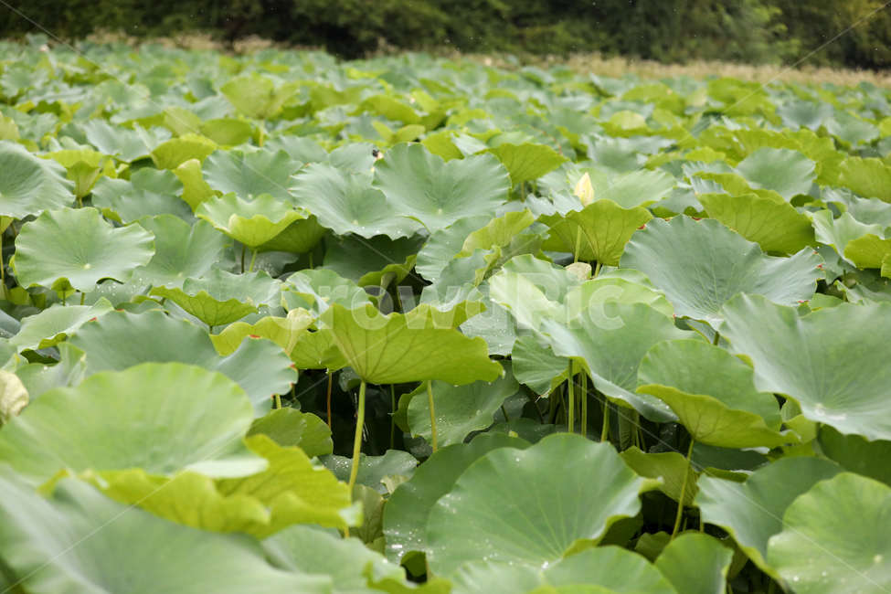 연잎,연꽃,여름풍경,풍경,식물,잎사귀,식물,자연,plants,nature