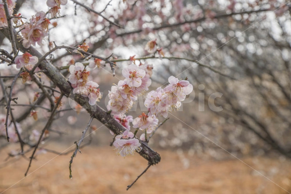 봄,봄꽃,매화,활짝,봄기운,개화,식물,자연,plants,nature,봄,계절,spring,season,꽃,flower,plant,blossom