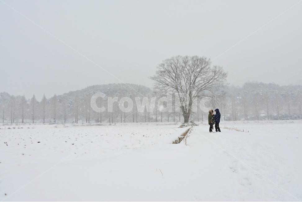 nature,자연,outdoors,옥외,담양,메타길,메타스콰이어길,메타길설경,설경,농경지,농업,농사,person,사람,human,인간,winter,겨울,snow,눈,storm,폭풍,blizzard,눈보라,겨울,계절,winter,season