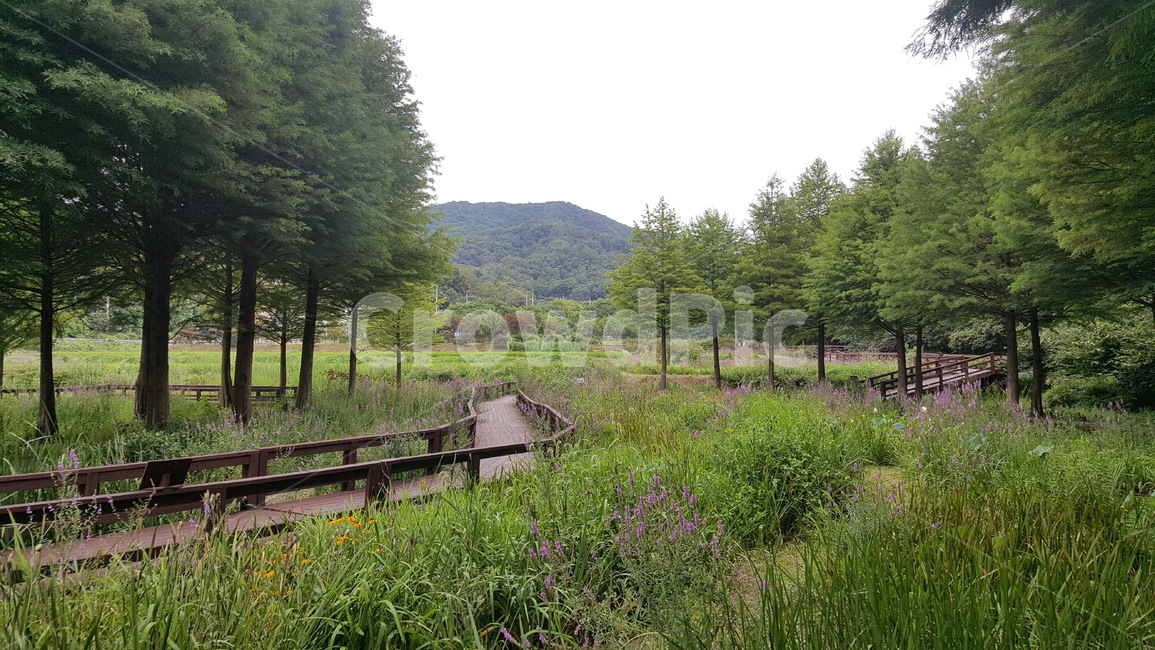 산책,나무,여름,공원,메타쉐콰이어,자연,풍경,nature,landscape,tree,plant,식물,fir,전나무,outdoors,옥외