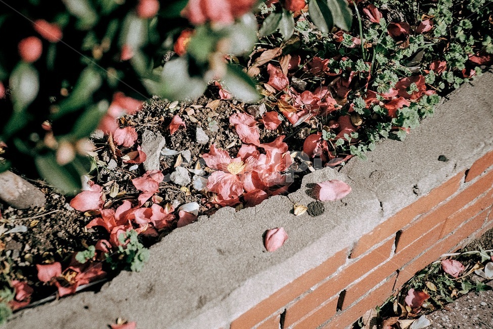 꽃,동백,동백꽃,식물,자연,flower,plant,nature,식물,자연,plants,nature,꽃,flower,감성,sensible,feeling