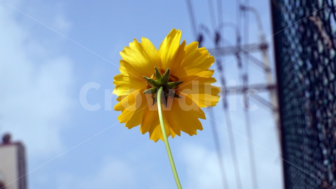 금계국,꽃,플라워,자연,식물,flower,nature,철조망,하늘,구름,전선,전봇대,꽃사진,접사,macro,풍경,landscape,plants,식물,자연,plants,nature,꽃,flower