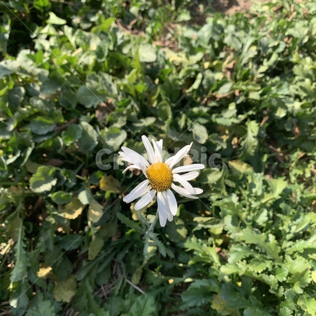 plant,식물,하얀색,꽃,flower,blossom,푸른색,잎,초록색