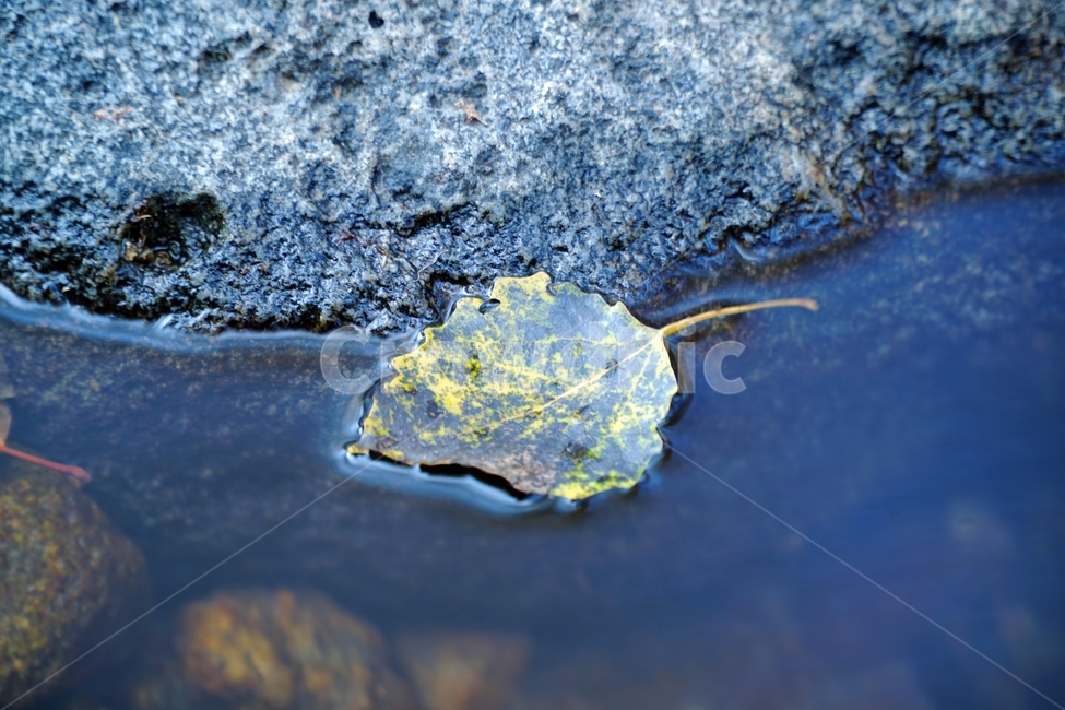 계곡,자연,가을,autumn,fall,11월,낙엽,물,water,나무,바위,돌,암석,tree,nature,rock,valley,fallen,leaf,잎,식물,plant,이파리,단풍,november,leaves