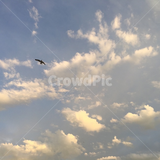 새,독수리,하늘,구름,맑음,자연,풍경,nature,landscape,weather,날씨,outdoors,옥외,cloud,sky,cumulus,적운