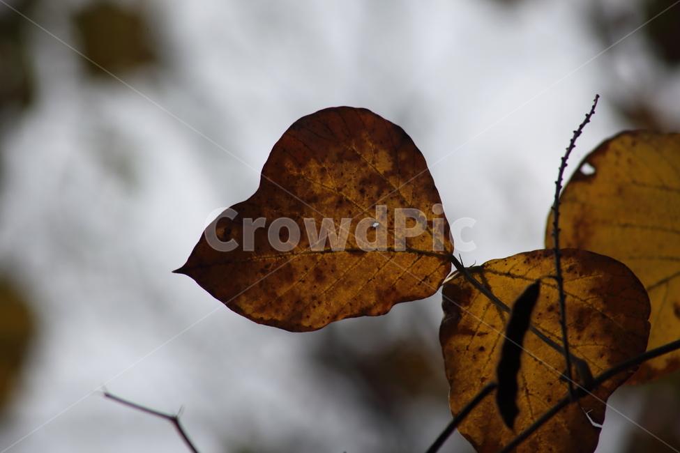 단풍,잎,식물,가을,redleaves,칡잎,가을,계절,fall,autumn,season,식물,자연,plants,nature,veins,정맥