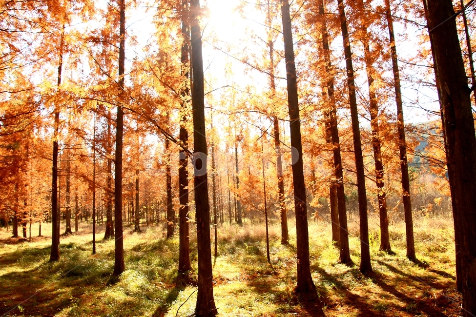 나무,plant,tree,식물,숲,가을,계절,fall,autumn,season
