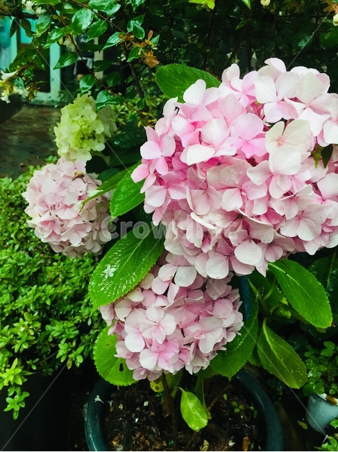 수국,식물,꽃,여름,flowers