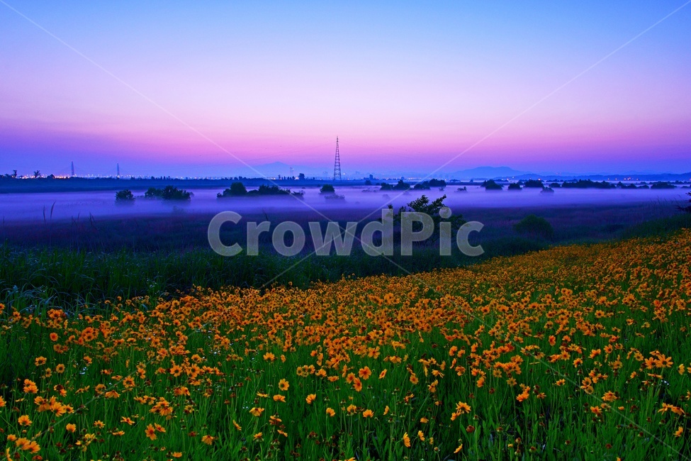 전남,나주,영산포,한전철탑,영산포일출,여명,아침,물안개,금계국,다리,grassland,nature,자연,meadow,목초지,field,들,outdoors,옥외