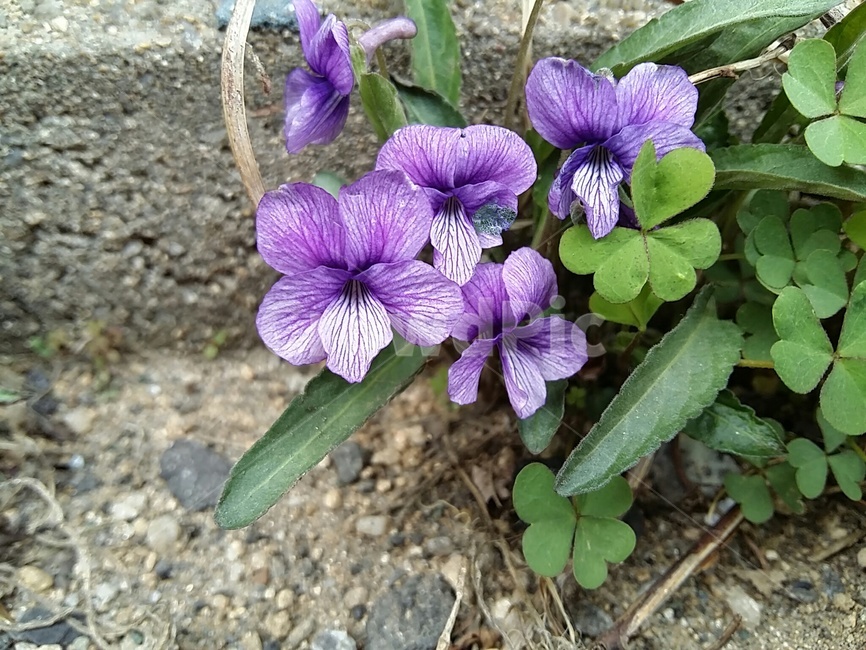 호제비꽃,제비꽃,꽃,야생화,봄꽃,spring,보라색,flower,식물,plant,길가