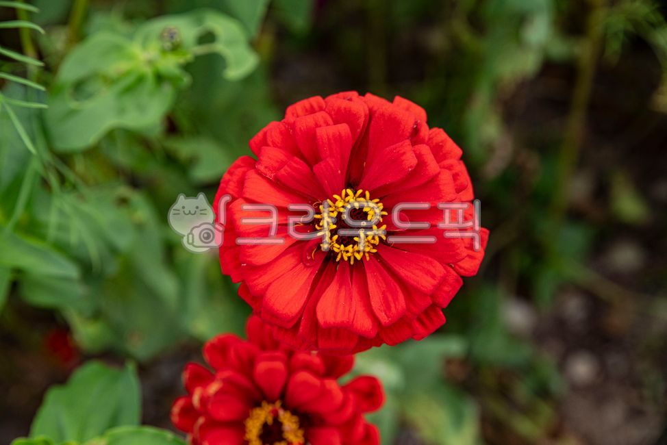 백일홍,꽃,꽃밭,가을꽃,국화,가을,plant,식물