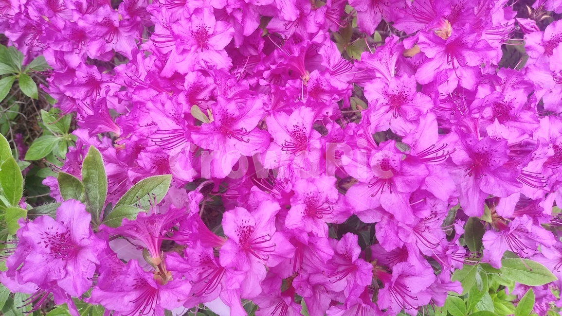 이쁜꽃,화사한꽃,진달래꽃,아름다운꽃,우리나라꽃,식물,자연,plants,nature,꽃,flower