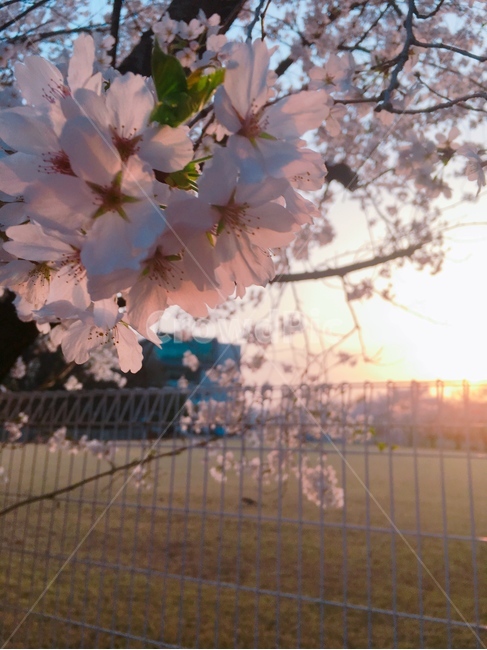 plant,식물,flower,꽃,blossom,cherryblossom,봄,계절,spring,season,식물,자연,plants,nature,꽃,flower