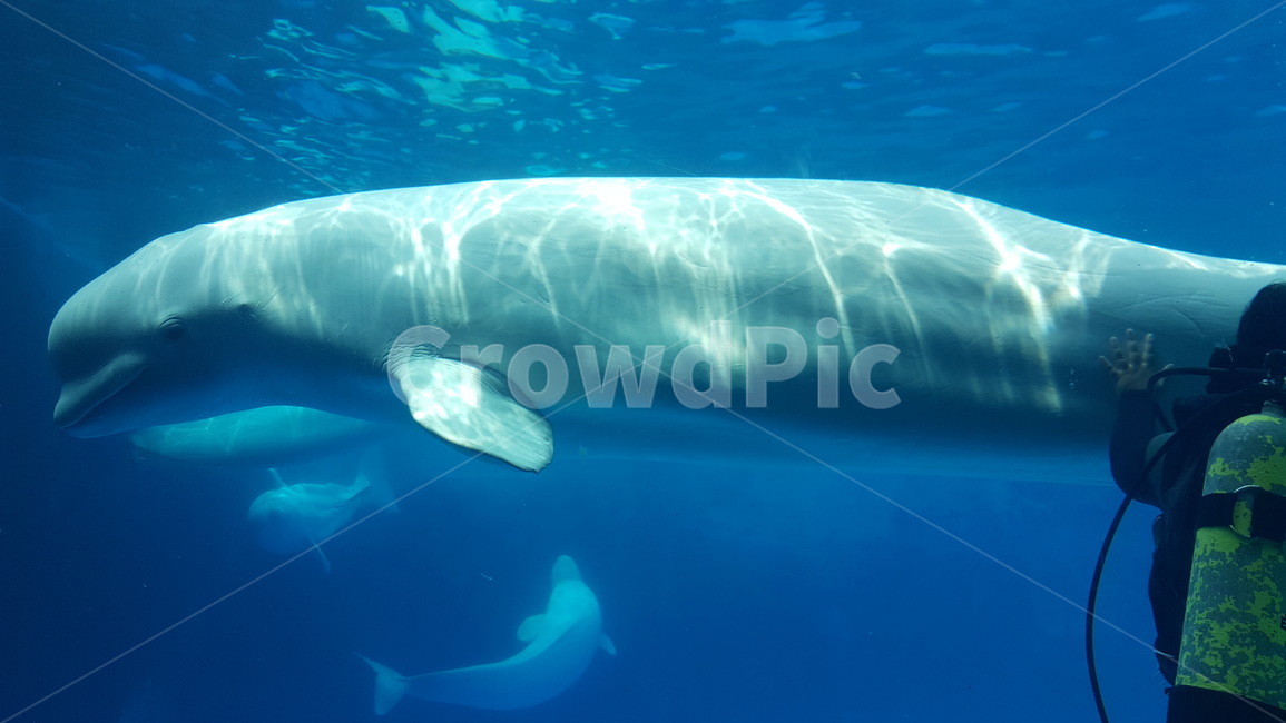 벨루가,beluga,고래,whitewhale,수족관고래,흰고래,수족관벨루가,belukha,수족관,aquarium,동물,animal