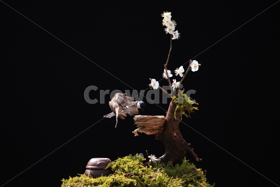 jar,항아리,pottery,도기류,pottedplant,화분,animal,동물,bird,새,plant,식물,tree,나무,새집,이끼,동박새,매화나무,매화,식물,자연,plants,nature,꽃,flower,동물,animal,조류,새,birds