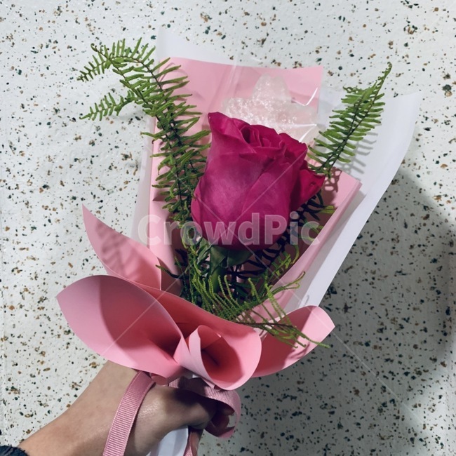 꽃,장미,한송이,붉은장미,코하쿠토,사탕,화이트데이,꽃다발